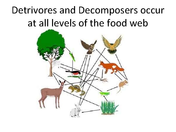 Detrivores and Decomposers occur at all levels of the food web 