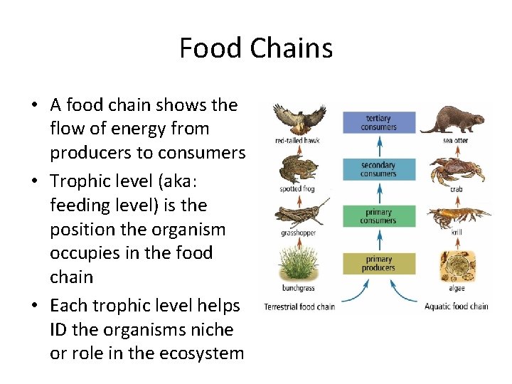 Food Chains • A food chain shows the flow of energy from producers to
