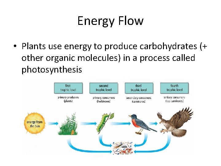 Energy Flow • Plants use energy to produce carbohydrates (+ other organic molecules) in