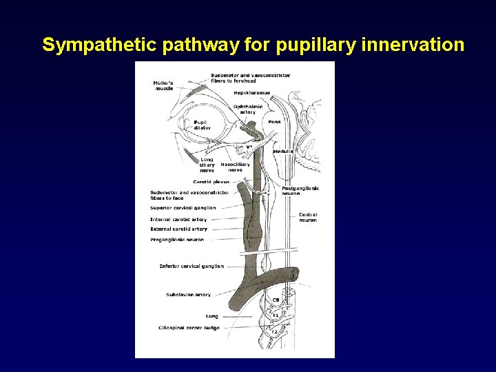 Sympathetic pathway for pupillary innervation 