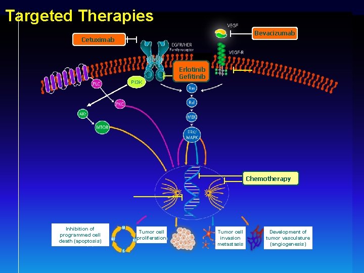 Targeted Therapies Bevacizumab Cetuximab PI 3 K Erlotinib Gefitinib Chemotherapy Inhibition of programmed cell