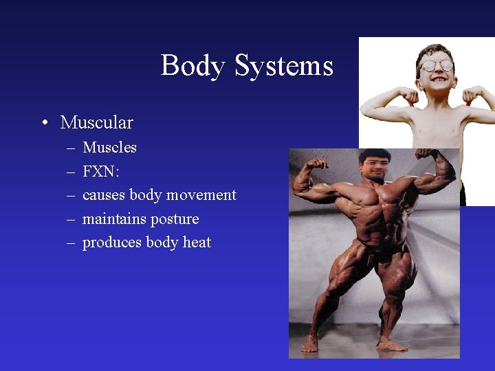 Body Systems • Muscular – – – Muscles FXN: causes body movement maintains posture
