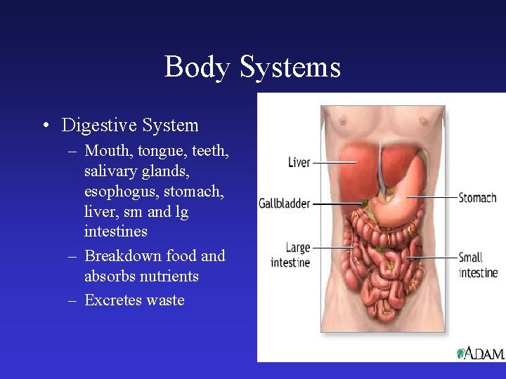 Body Systems • Digestive System – Mouth, tongue, teeth, salivary glands, esophogus, stomach, liver,