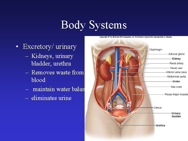 Body Systems • Excretory/ urinary – Kidneys, urinary bladder, urethra – Removes waste from