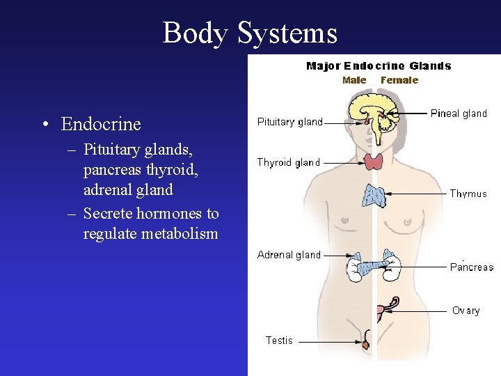 Body Systems • Endocrine – Pituitary glands, pancreas thyroid, adrenal gland – Secrete hormones