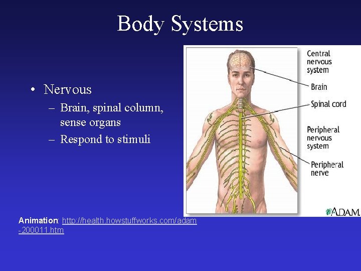 Body Systems • Nervous – Brain, spinal column, sense organs – Respond to stimuli