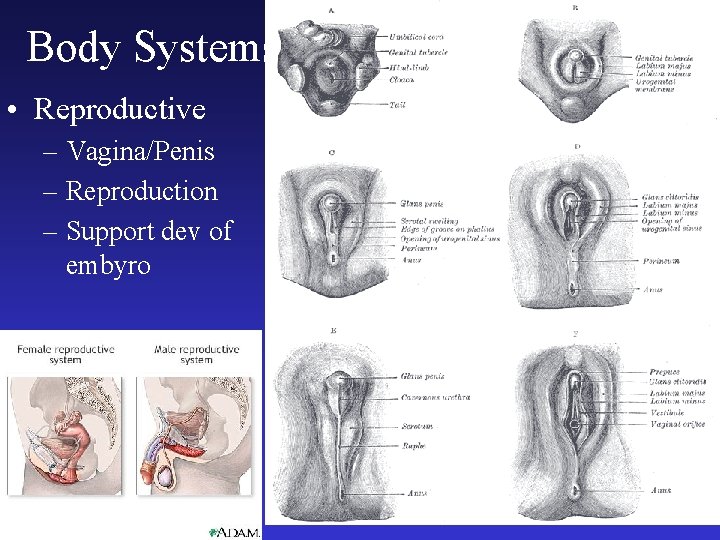 Body Systems • Reproductive – Vagina/Penis – Reproduction – Support dev of embyro 