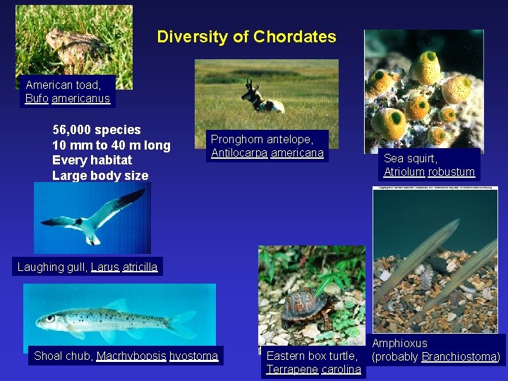 Diversity of Chordates American toad, Bufo americanus 56, 000 species 10 mm to 40