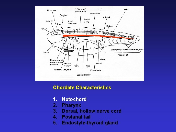 Endostyle-thyroid Chordate Characteristics 1. 2. 3. 4. 5. Notochord Pharynx Dorsal, hollow nerve cord