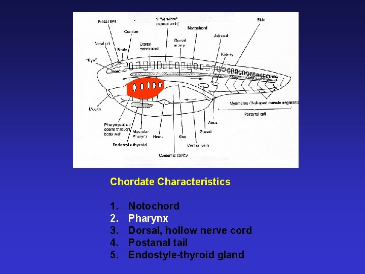 Endostyle-thyroid Chordate Characteristics 1. 2. 3. 4. 5. Notochord Pharynx Dorsal, hollow nerve cord