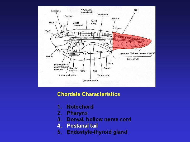 Endostyle-thyroid Chordate Characteristics 1. 2. 3. 4. 5. Notochord Pharynx Dorsal, hollow nerve cord