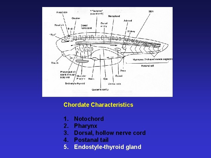 Endostyle-thyroid Chordate Characteristics 1. 2. 3. 4. 5. Notochord Pharynx Dorsal, hollow nerve cord