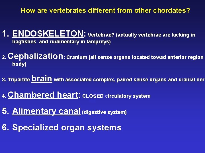 How are vertebrates different from other chordates? 1. ENDOSKELETON: Vertebrae? (actually vertebrae are lacking
