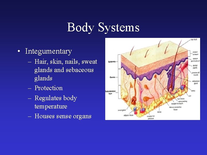 Body Systems • Integumentary – Hair, skin, nails, sweat glands and sebaceous glands –