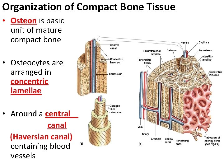 Organization of Compact Bone Tissue • Osteon is basic unit of mature compact bone