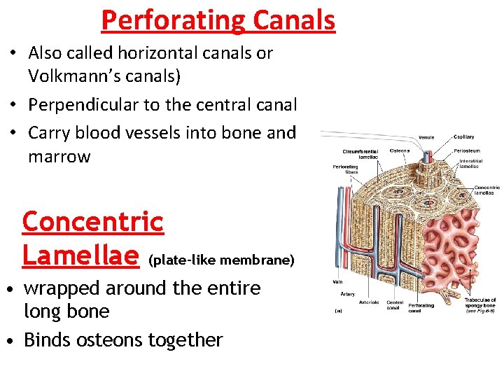 Perforating Canals • Also called horizontal canals or Volkmann’s canals) • Perpendicular to the