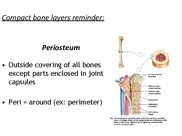 Compact bone layers reminder: Periosteum • Outside covering of all bones except parts enclosed