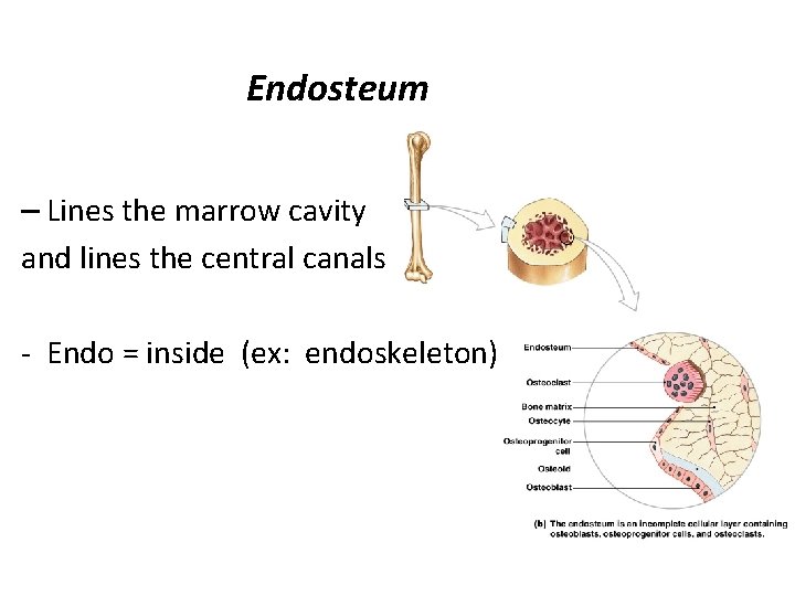 Endosteum – Lines the marrow cavity and lines the central canals - Endo =