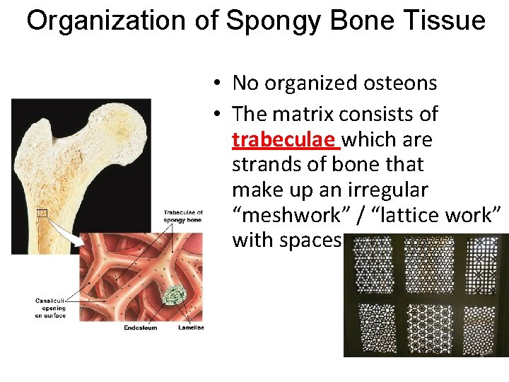 Organization of Spongy Bone Tissue • No organized osteons • The matrix consists of