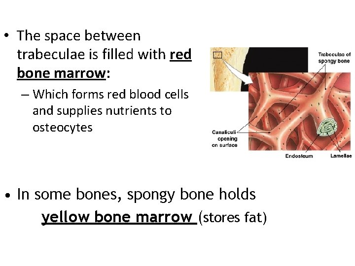  • The space between trabeculae is filled with red bone marrow: – Which