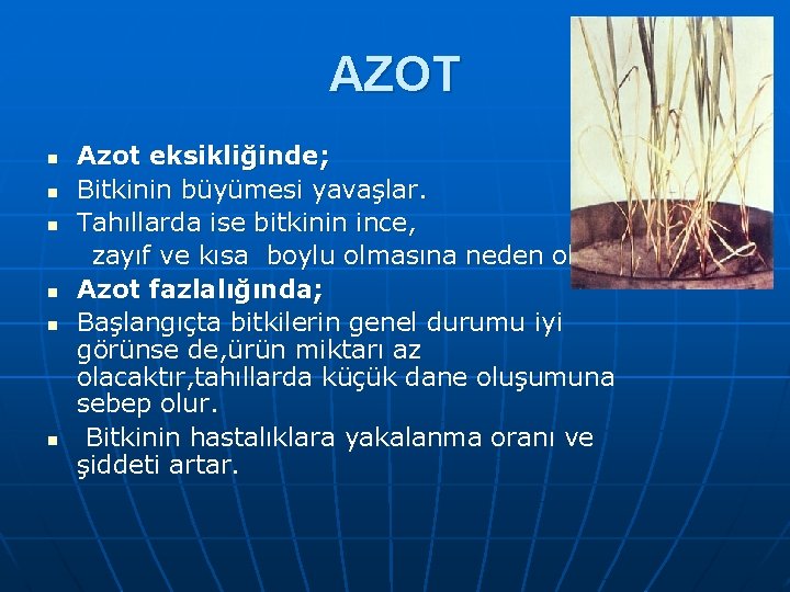 AZOT n n n Azot eksikliğinde; Bitkinin büyümesi yavaşlar. Tahıllarda ise bitkinin ince, zayıf