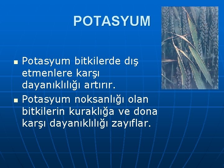 POTASYUM n n Potasyum bitkilerde dış etmenlere karşı dayanıklılığı artırır. Potasyum noksanlığı olan bitkilerin