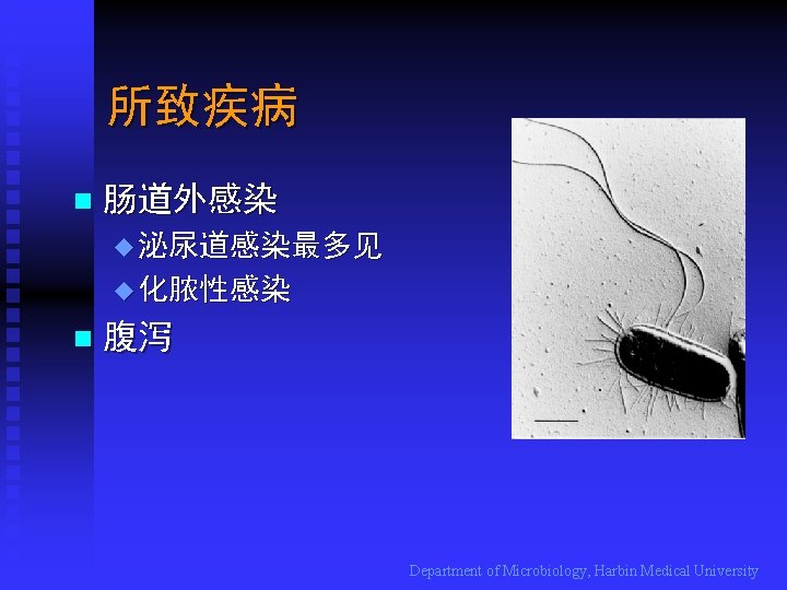 所致疾病 n 肠道外感染 u 泌尿道感染最多见 u 化脓性感染 n 腹泻 Department of Microbiology, Harbin Medical