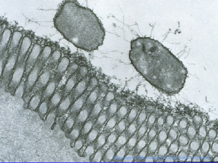 Department of Microbiology, Harbin Medical University 