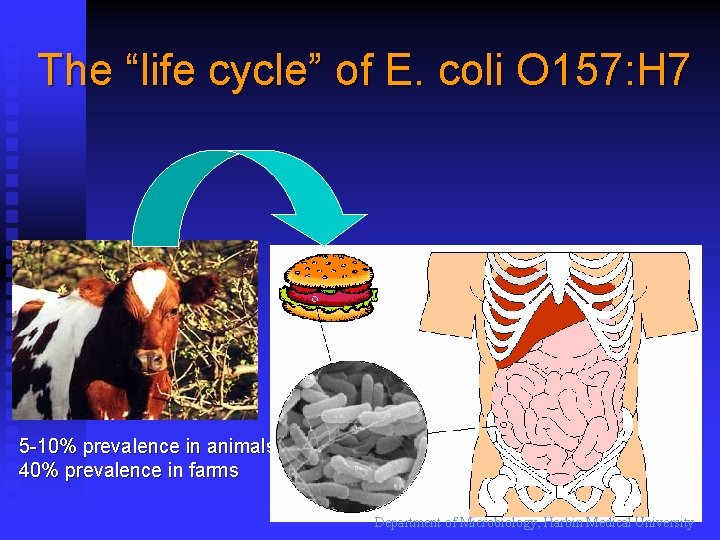 The “life cycle” of E. coli O 157: H 7 5 -10% prevalence in