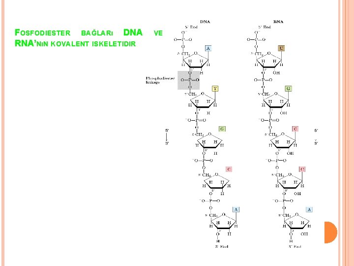 FOSFODIESTER BAĞLARı DNA RNA’NıN KOVALENT ISKELETIDIR VE 