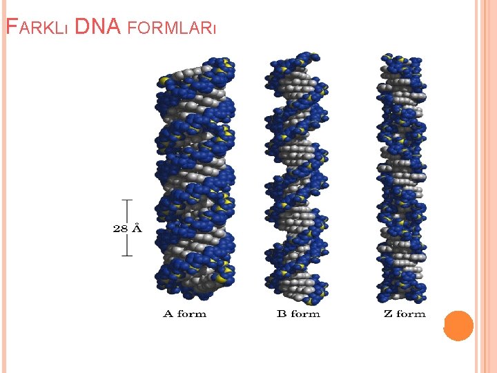 FARKLı DNA FORMLARı 