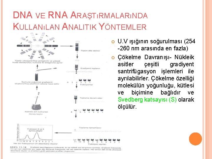 DNA VE RNA ARAŞTıRMALARıNDA KULLANıLAN ANALITIK YÖNTEMLER U. V ışığının soğurulması (254 -260 nm