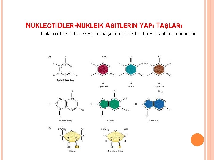 NÜKLEOTIDLER-NÜKLEIK ASITLERIN YAPı TAŞLARı Nükleotid= azotlu baz + pentoz şekeri ( 5 karbonlu) +