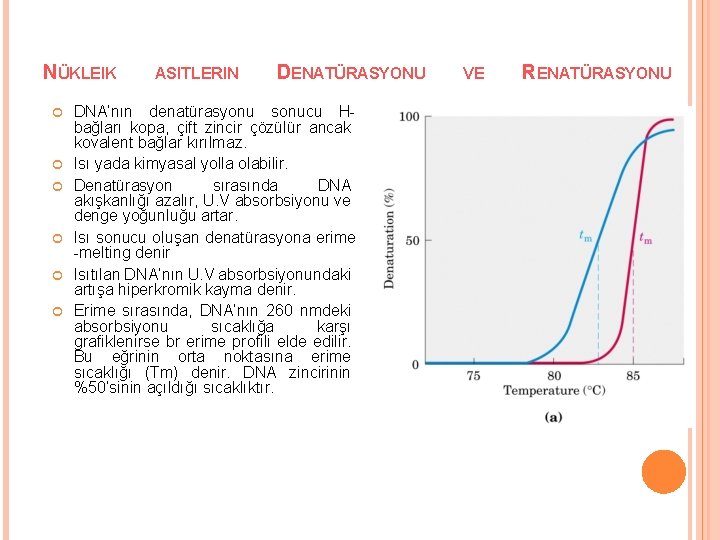 NÜKLEIK ASITLERIN DENATÜRASYONU DNA’nın denatürasyonu sonucu Hbağları kopa, çift zincir çözülür ancak kovalent bağlar