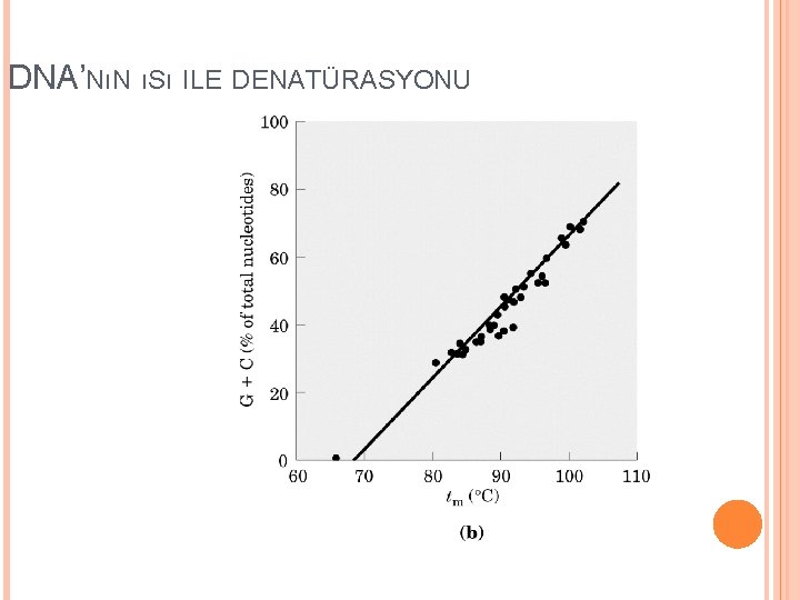 DNA’NıN ıSı ILE DENATÜRASYONU 