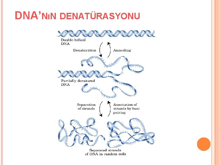 DNA’NıN DENATÜRASYONU 