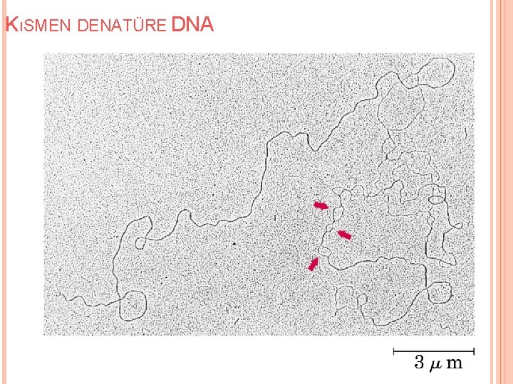 KıSMEN DENATÜRE DNA 