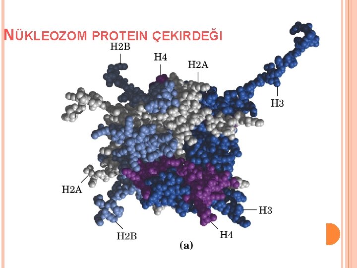 NÜKLEOZOM PROTEIN ÇEKIRDEĞI 