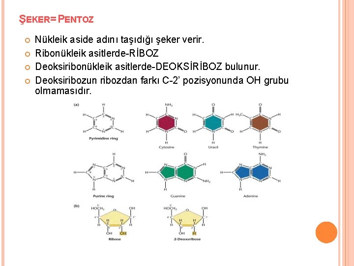 ŞEKER= PENTOZ Nükleik aside adını taşıdığı şeker verir. Ribonükleik asitlerde-RİBOZ Deoksiribonükleik asitlerde-DEOKSİRİBOZ bulunur. Deoksiribozun