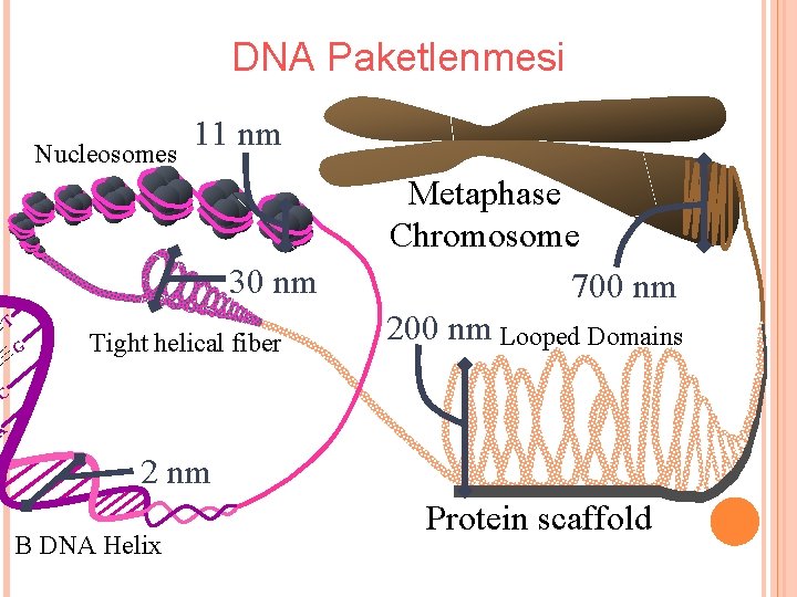 DNA Paketlenmesi Nucleosomes 11 nm 30 nm T G Tight helical fiber Metaphase Chromosome