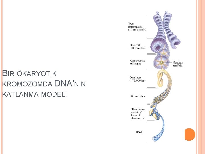 BIR ÖKARYOTIK KROMOZOMDA DNA’NıN KATLANMA MODELI 