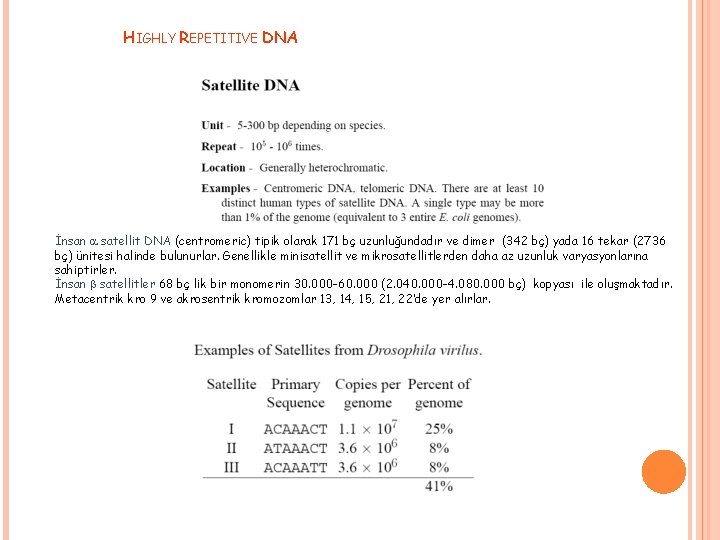 HIGHLY REPETITIVE DNA İnsan a satellit DNA (centromeric) tipik olarak 171 bç uzunluğundadır ve