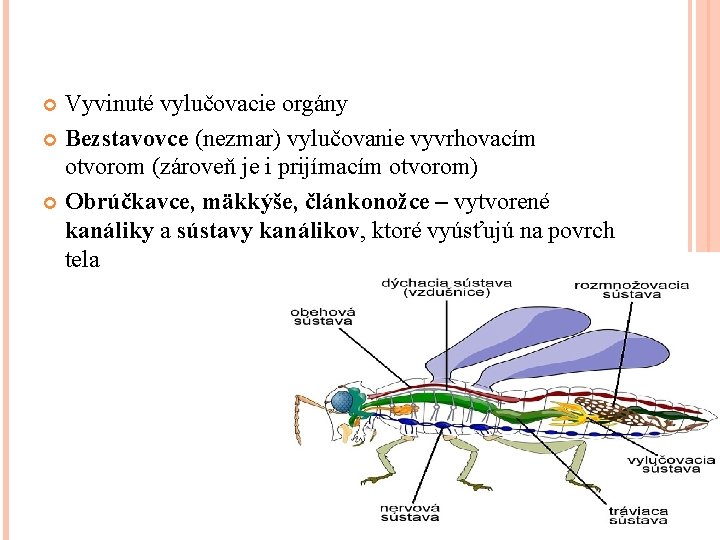 Vyvinuté vylučovacie orgány Bezstavovce (nezmar) vylučovanie vyvrhovacím otvorom (zároveň je i prijímacím otvorom) Obrúčkavce,