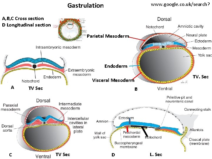 Gastrulation www. google. co. uk/search? A, B, C Cross section D Longitudinal section Parietal