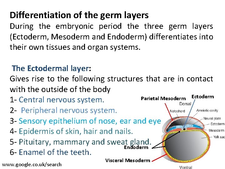 Differentiation of the germ layers During the embryonic period the three germ layers (Ectoderm,
