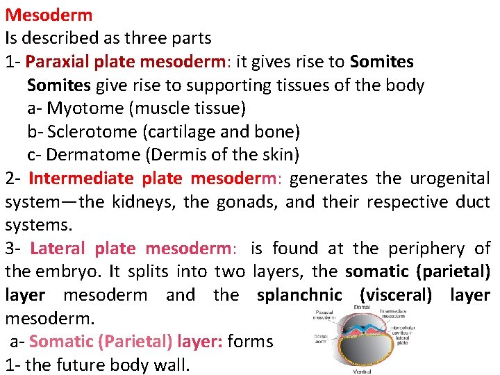 Mesoderm Is described as three parts 1 - Paraxial plate mesoderm: it gives rise