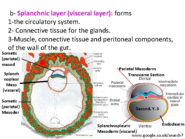 b- Splanchnic layer (visceral layer): forms 1 -the circulatory system. 2 - Connective tissue