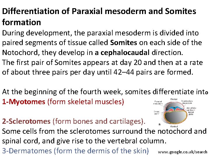 Differentiation of Paraxial mesoderm and Somites formation During development, the paraxial mesoderm is divided