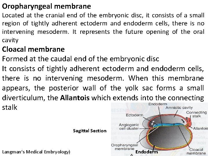 Oropharyngeal membrane Located at the cranial end of the embryonic disc, it consists of