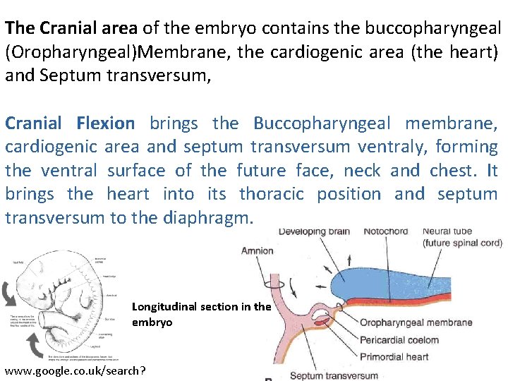The Cranial area of the embryo contains the buccopharyngeal (Oropharyngeal)Membrane, the cardiogenic area (the